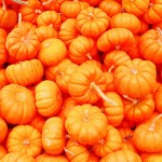 Mini pumpkins