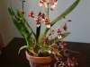 noid orchid