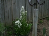 Horseradish flowering