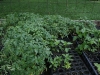 Tomato Seedlings