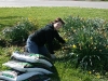 Cleaning up the bed by Sutter Parkway