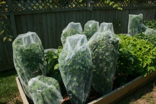 large pepper cages