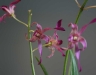 largepurpleorchid.jpg