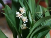 smallorchid.jpg